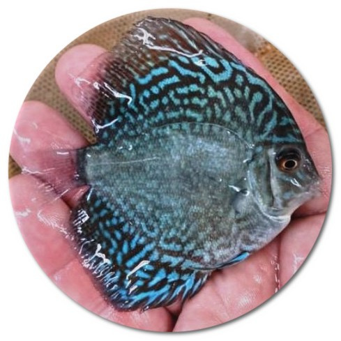 Blue Cobalt Mosaic Discus Fish - 2.5 inch